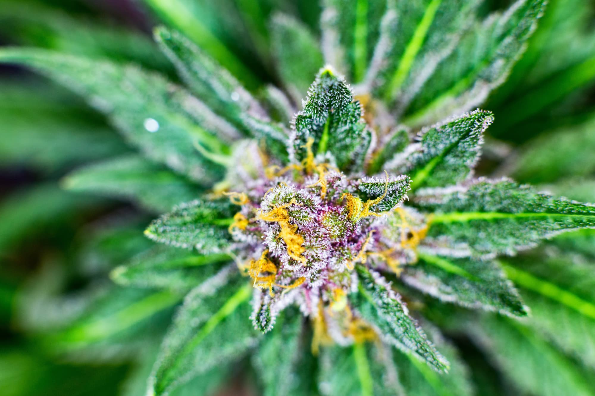 CBD Blüten Gratisprobe erhalten – So funktioniert es