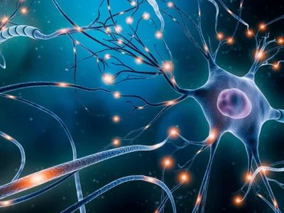Neuronale Verschaltung Erfolg mit Expertenfakten