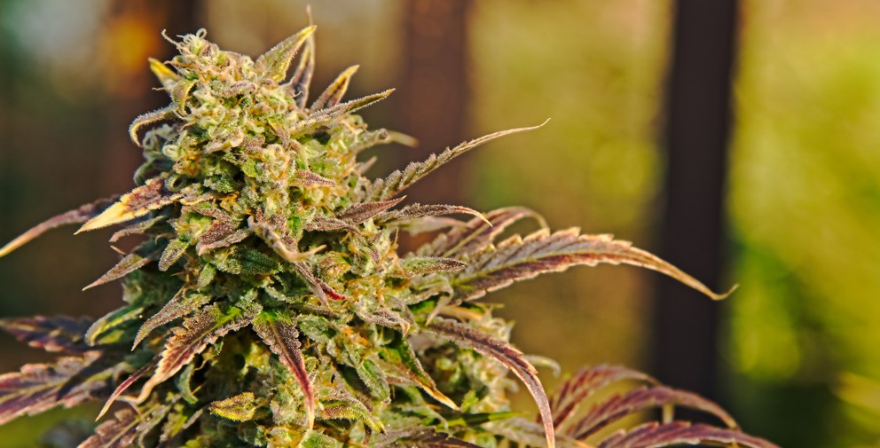 CBD Blüten kaufen – Hanfblüten, die dich begeistern werden