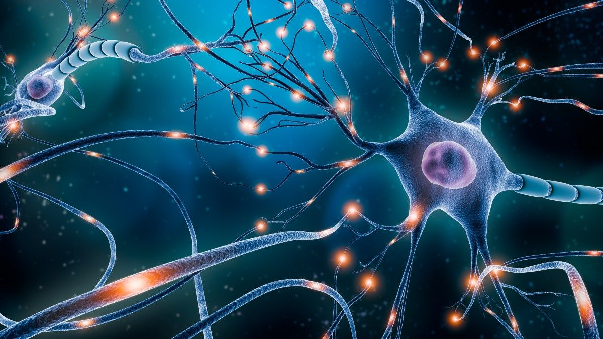 Neuronale Verschaltung Erfolg mit Expertenfakten