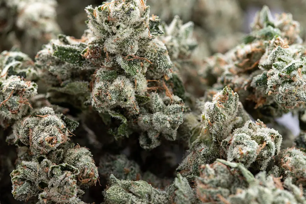 Hanfsamen von höchster Qualität – Weed Samen kaufen mit Sicherheit