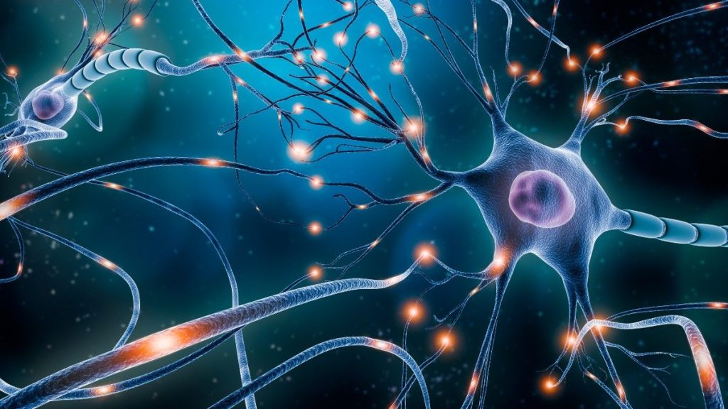 neuronale Verschaltung Erfolg